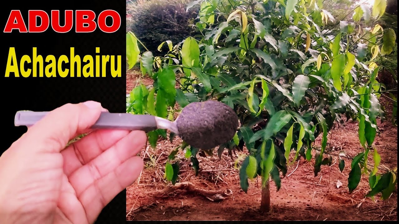 #ACHACHAIRU Como adubar para CRESCER 3 x MAIS RÁPIDO, Serve para todas as FRUTÍFERAS 👍🌳🍒