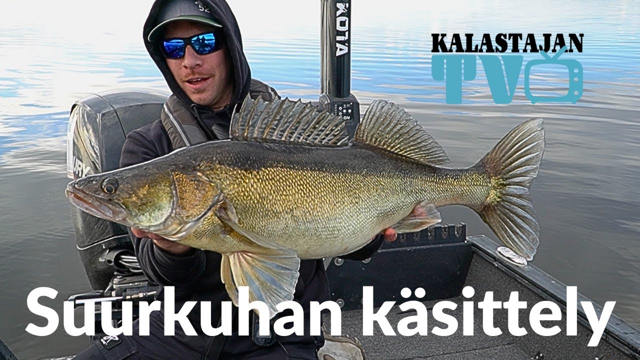 Suurkuhan käsittely | Kalastajan TV