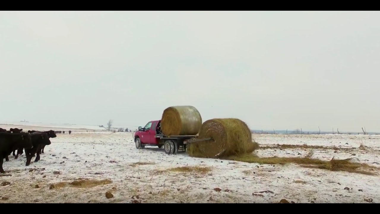 Cow Production - Triple C  - Hydrabed