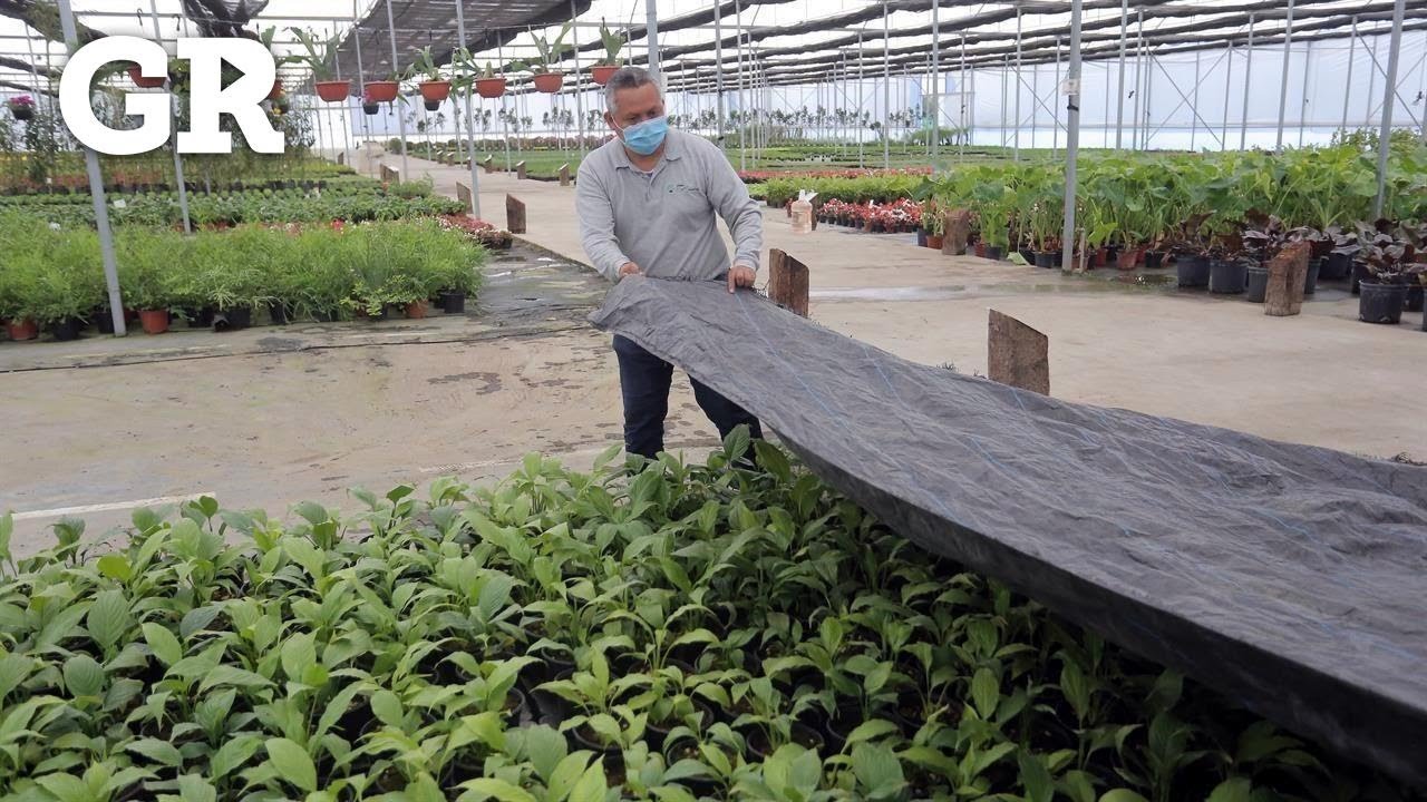Protege tus plantas ante la helada