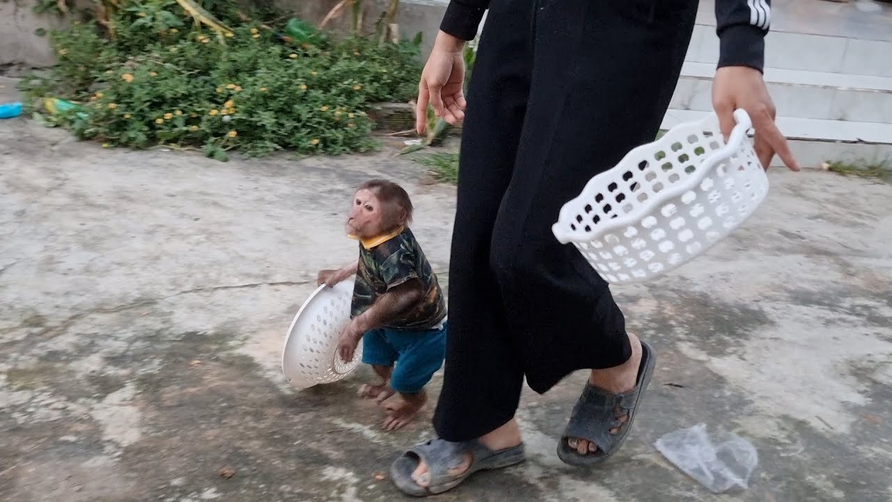 Monkey Kuku helps Mom with the basket to pick vegetables for soup