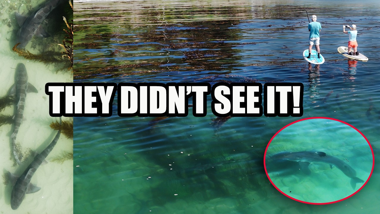 Great White Shark Swims Through Dozens of Leopard Sharks