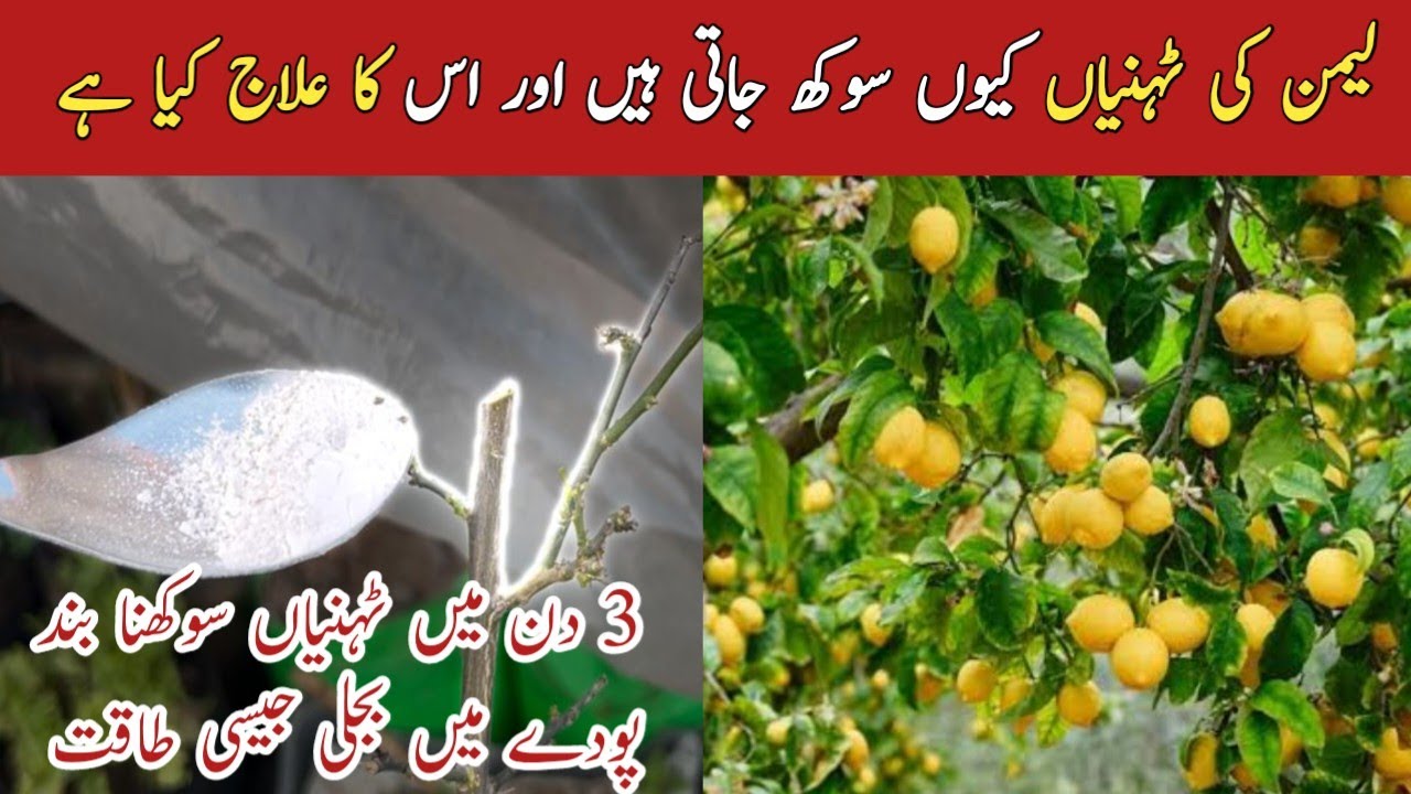 Best organic fertilizer for lemon plant || لیمن کی ٹہنیاں کیوں جاتی ہیں۔
