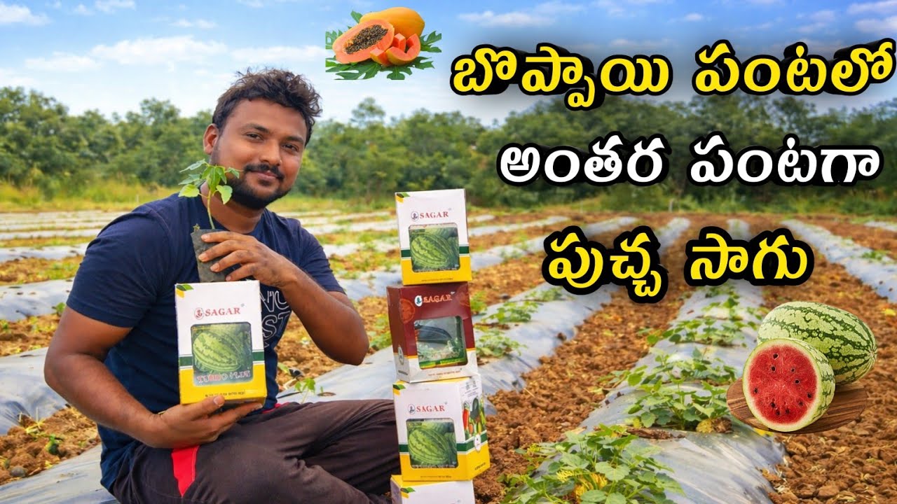 బొప్పాయి పంటలో పుచ్చ సాగు చేస్తున్న Pappay &  watermelon intercultivation ||AGRI GURU||