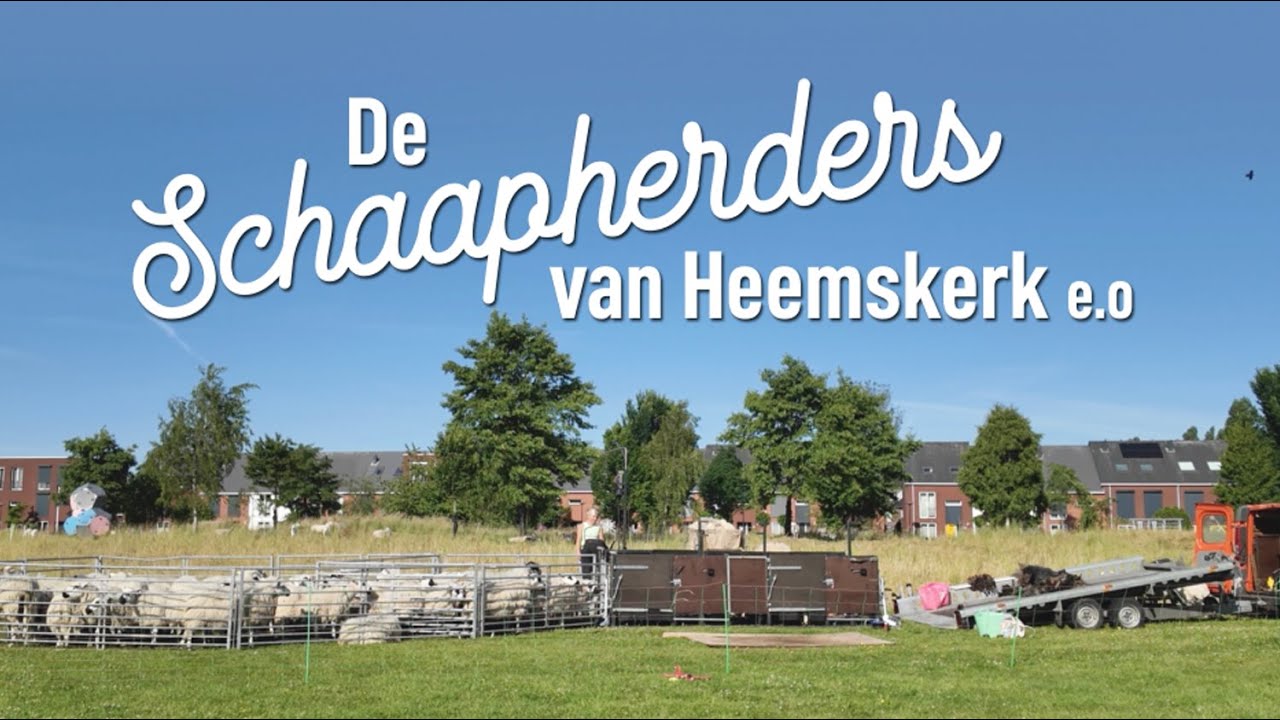 Bij het schaapscheren op De Vlaskamp in De Broekpolder bij schaapherders Marleen & Noortje de Bie