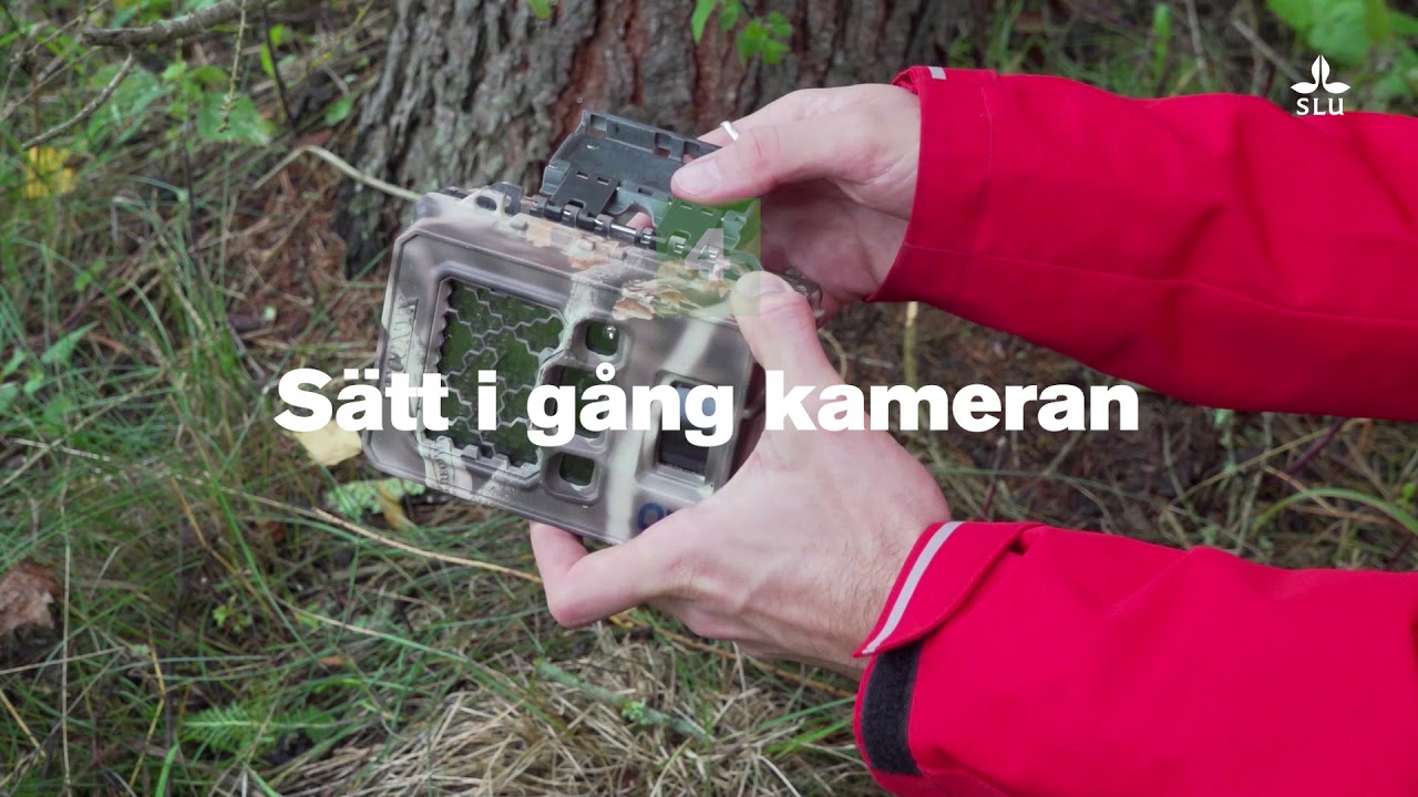Så sätter du upp en viltkamera