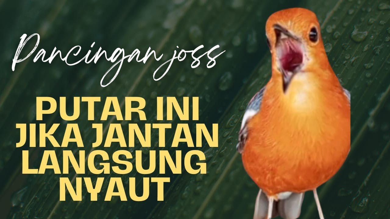 LANGSUNG RESPON! 100% efektif buat pancingan Anis merah bisu macet total biar bunyi kembali | 45