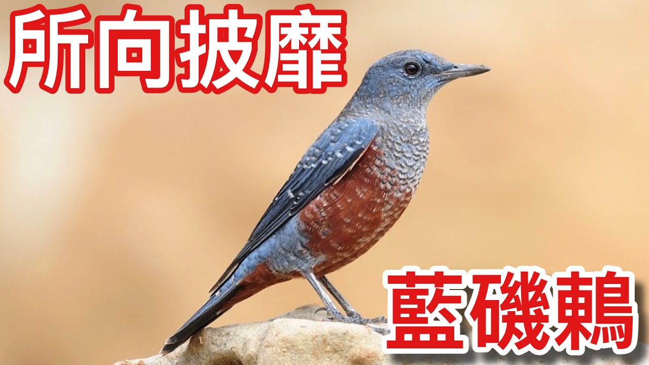 因優美叫聲成為紅極一時的寵物鳥「藍磯鶇」！過境台灣時最容易被捕鳥者強勢「攔截」拿來賣？【太神奇了傑克】