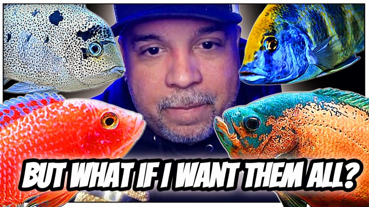 Can African Peacocks and Oscars Live Together? Cichlid Community Tank DISASTER?!