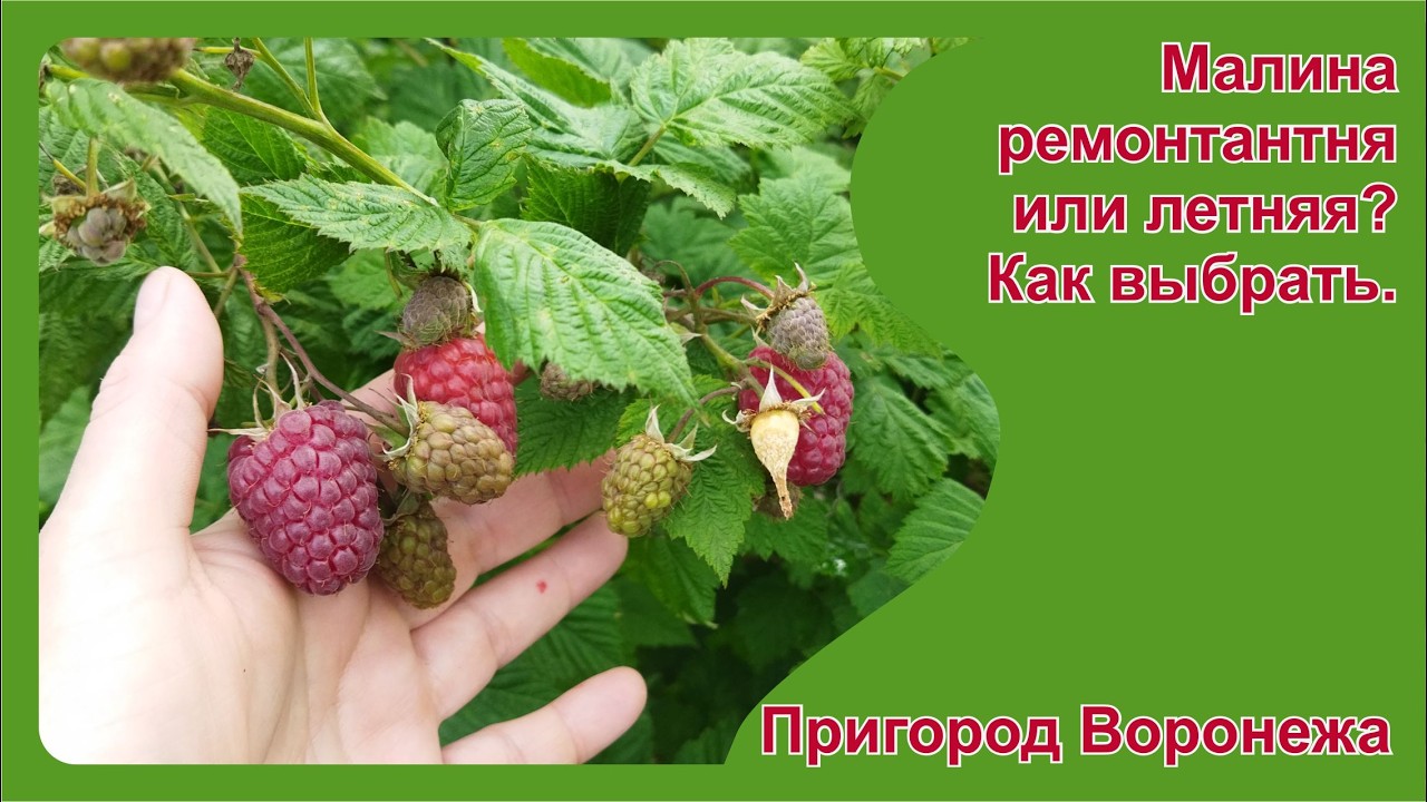 Летняя и ремонтантная малины. Какую выбрать?