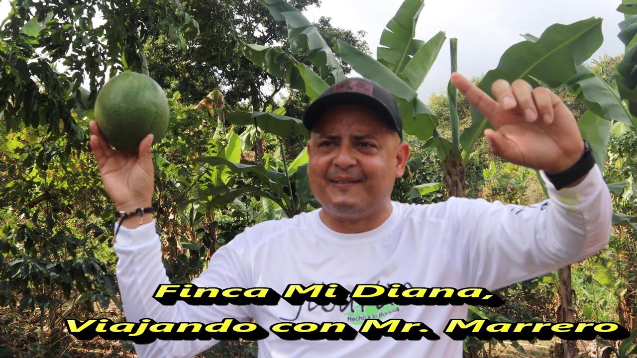 Capitrulo dos: FINCA Mi Diana, Barrio Ranchera, Yauco ,P.R.