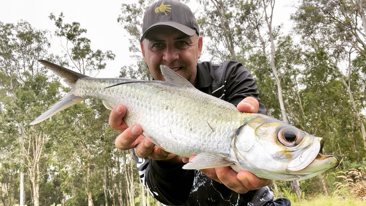 Gold Coast Fishing - Tarpon Tales - Gold Coast Acrobats