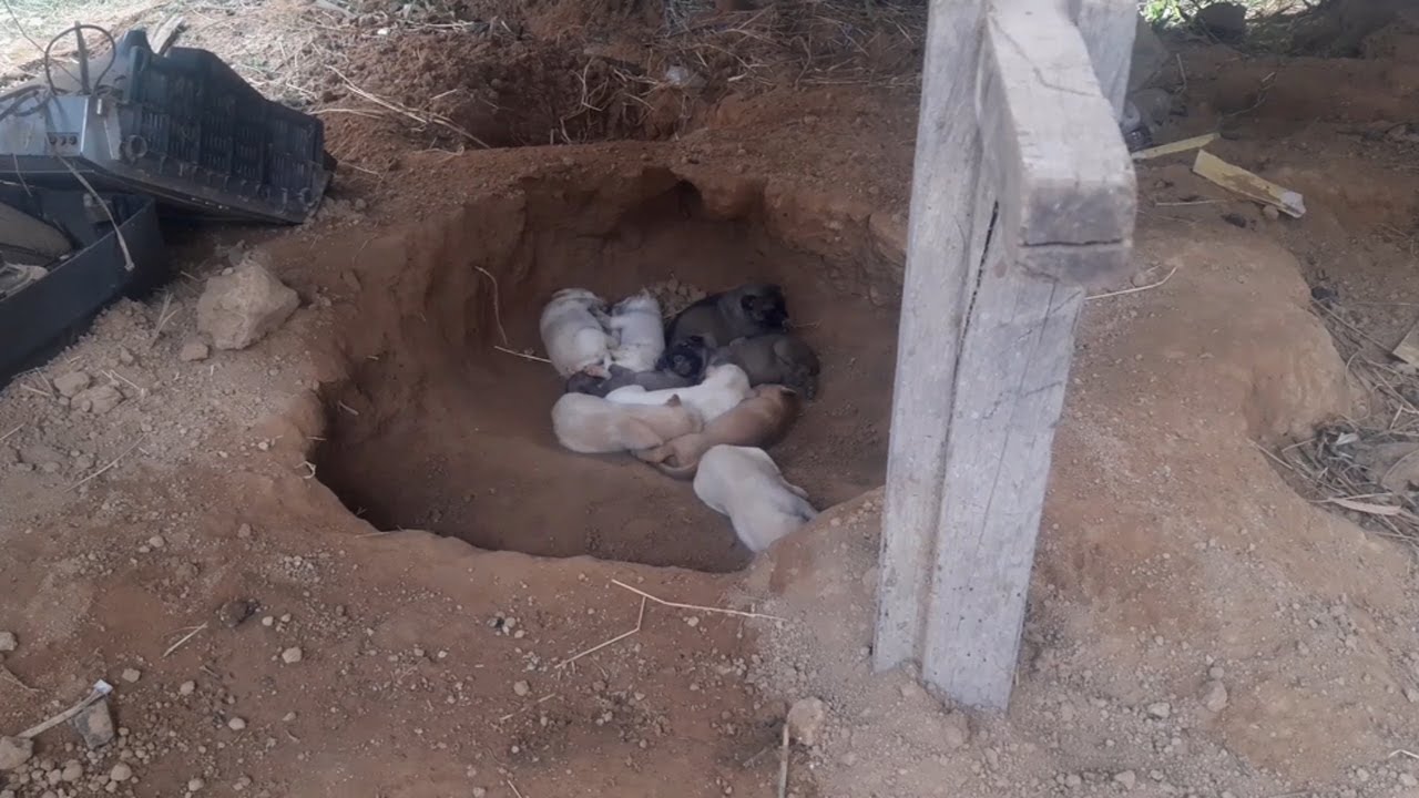 Day 3 feeding poor mother dog and 9 puppies living in deep soil (EP06)- Rescue family puppies