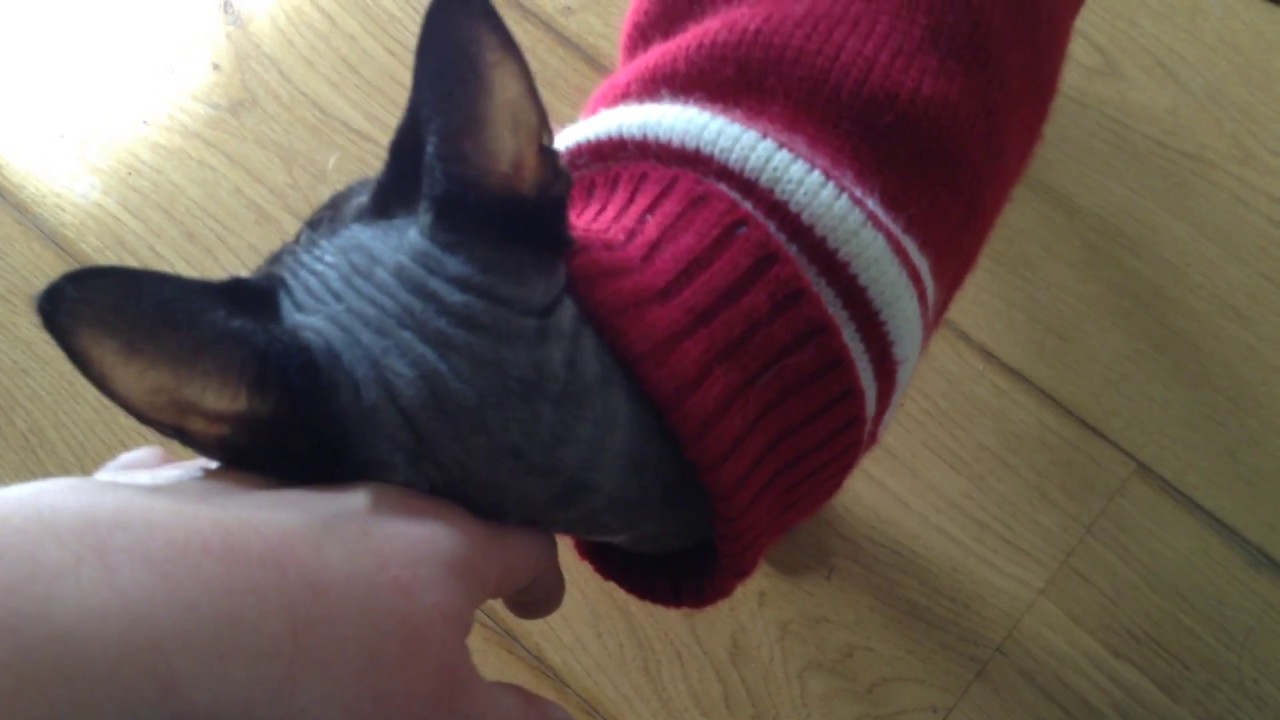 Devon Rex and Border Collie stand off?