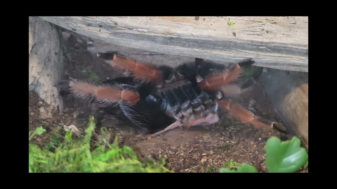 Brachypelma Bohemi Tarantula Molting Timelapse (With Flip!)