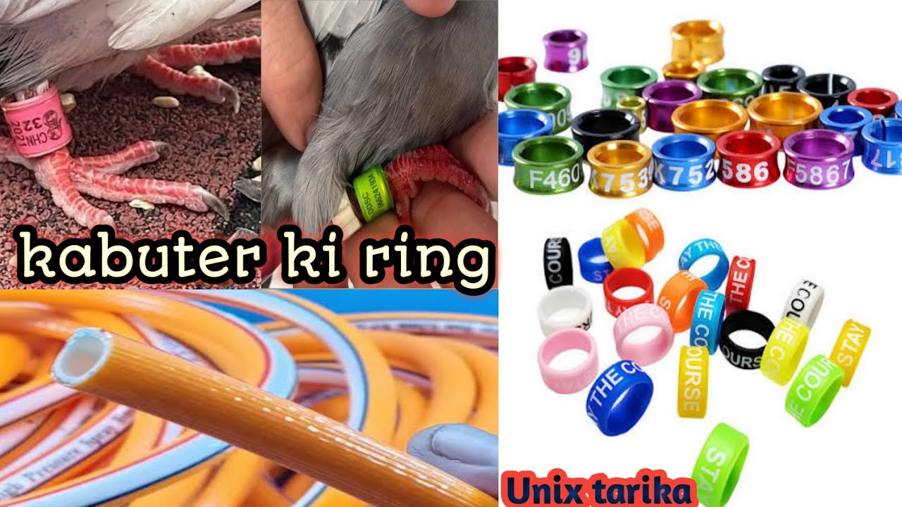 Kabuter ki ring banane ka tarika homade kabuter ki payal Kaisa banaya kabuter kabuter ki payal gher 