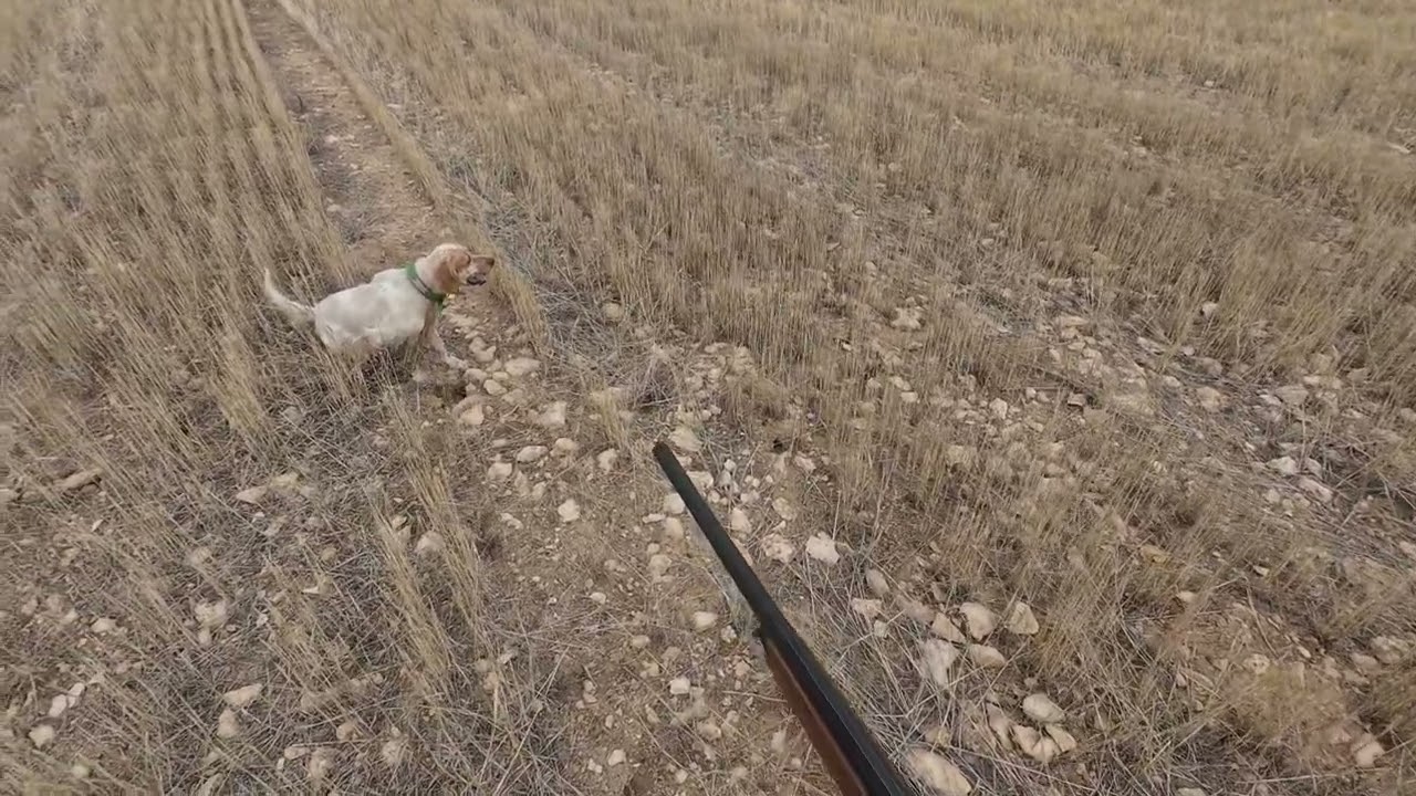 Setter Tavşan Ferma ( Fermalı Tavşan Avı)