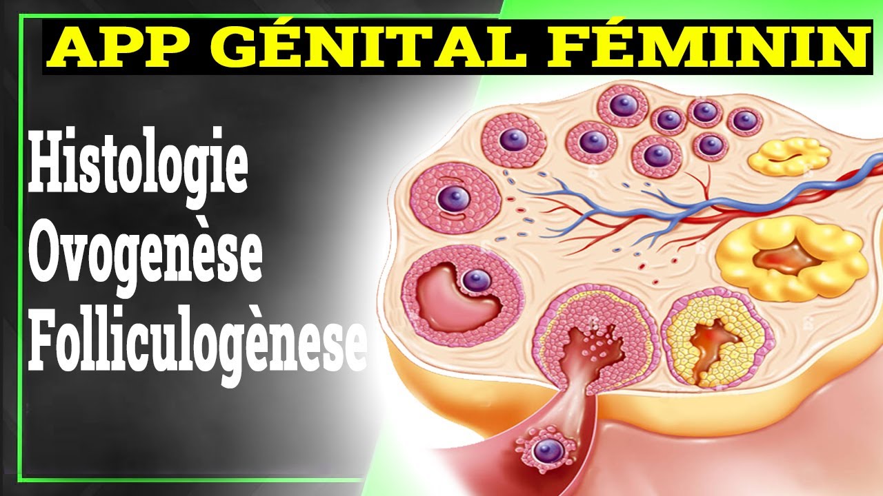 App Génital Féminin: Ovogenèse, Folliculogènese, Hormones | Histologie