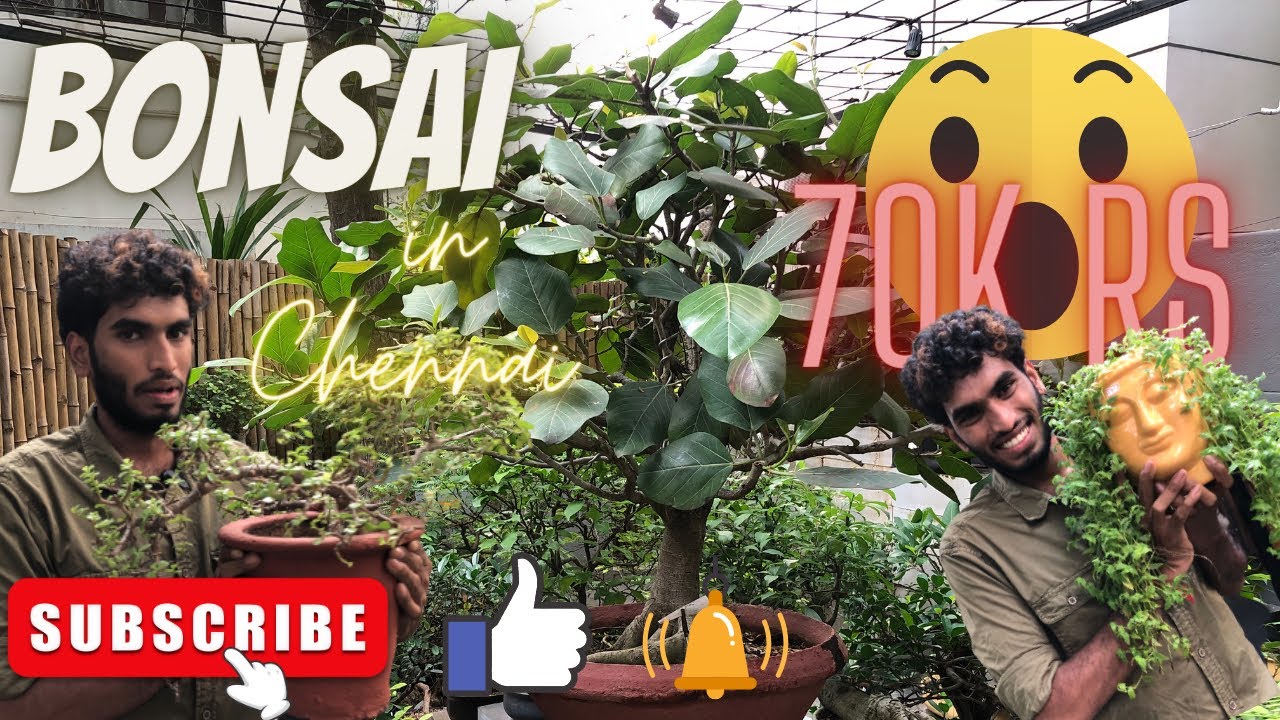#bonsai 🤩 in Chennai. 33 years😲 old bonsai 🤩for sale. #Nungambakkam Chennai❤️do subscribe,like👍