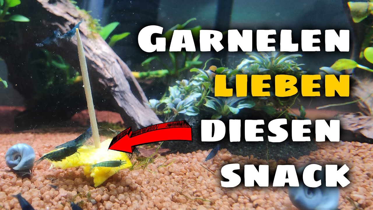 Garnelenfutter aus Kürbis machen. So geht's
