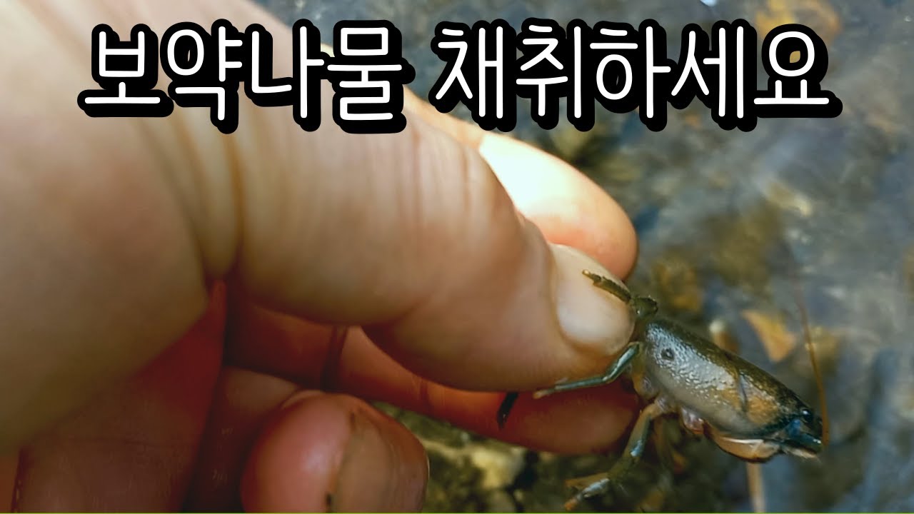 참취 삼잎국화외 23종