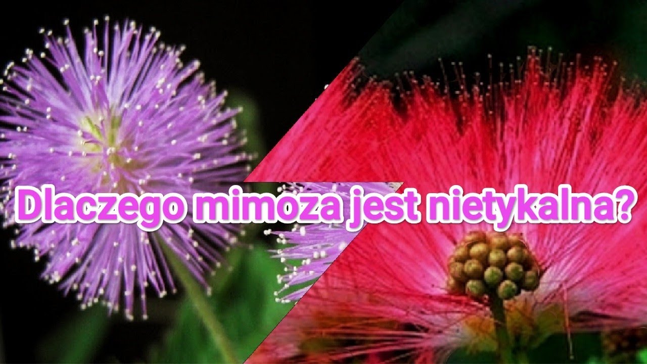 Czym jest mimoza?