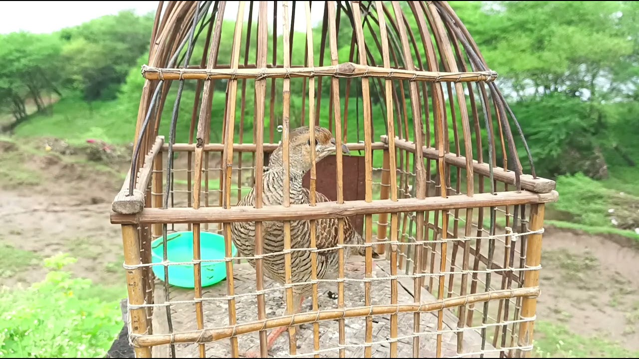 Desi teetar awaz | Teetar sound's | Partridge calling |Teetar Bird video