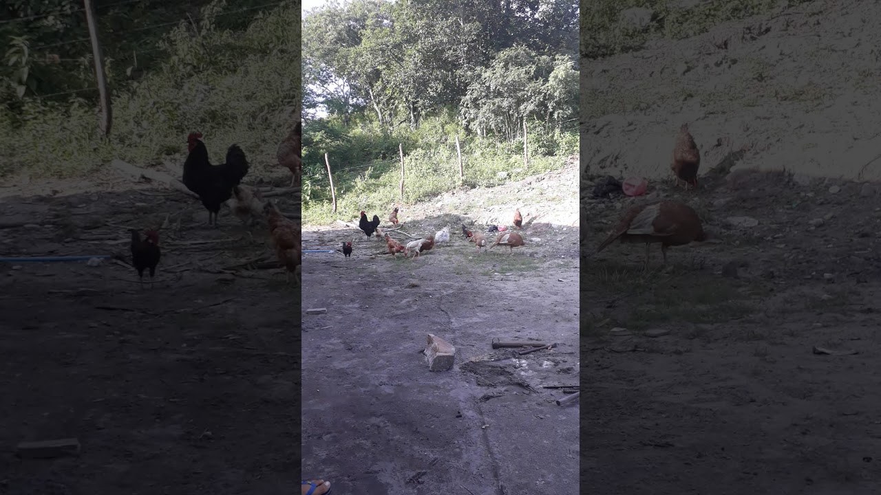 As aves soltas