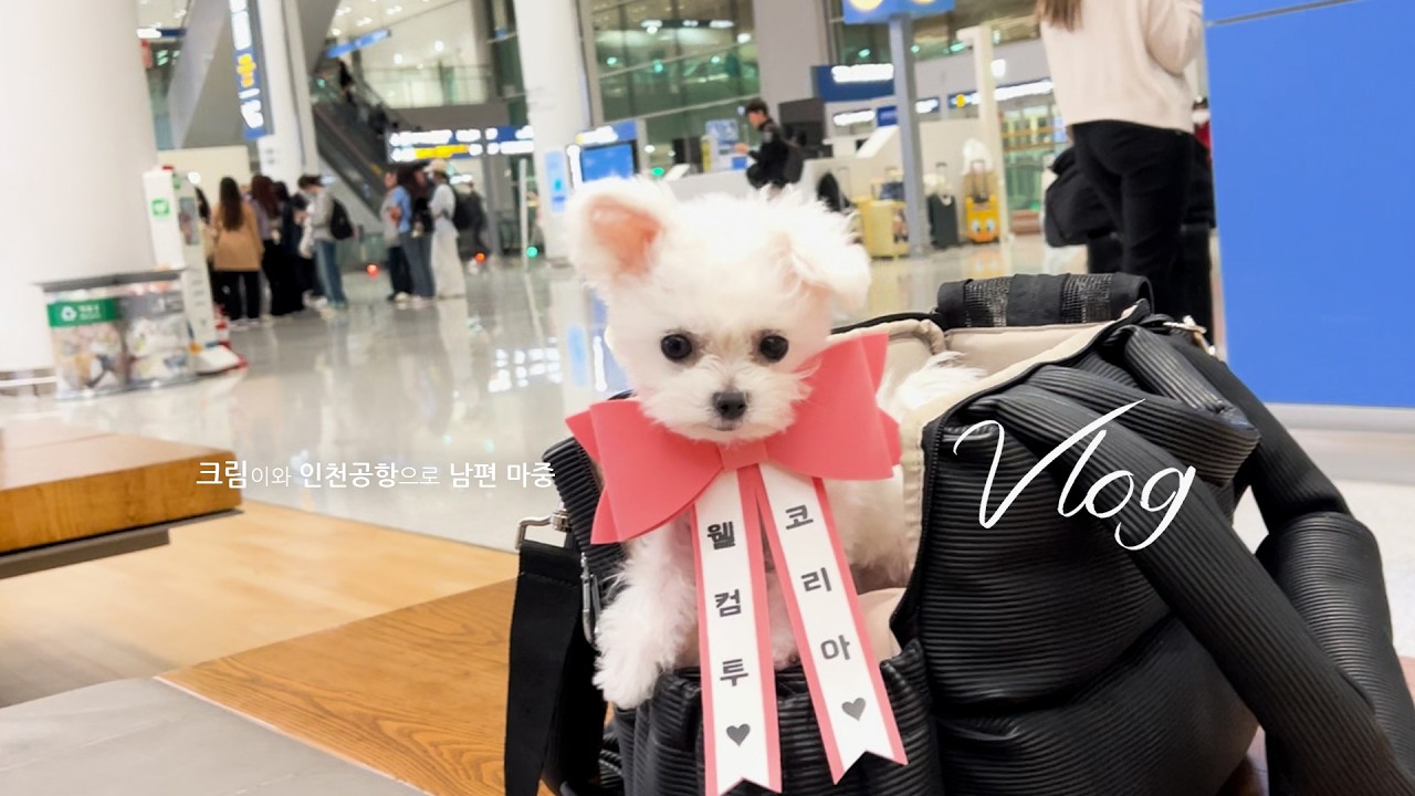 인천공항, 웰컴투 코리아 아빵이!!