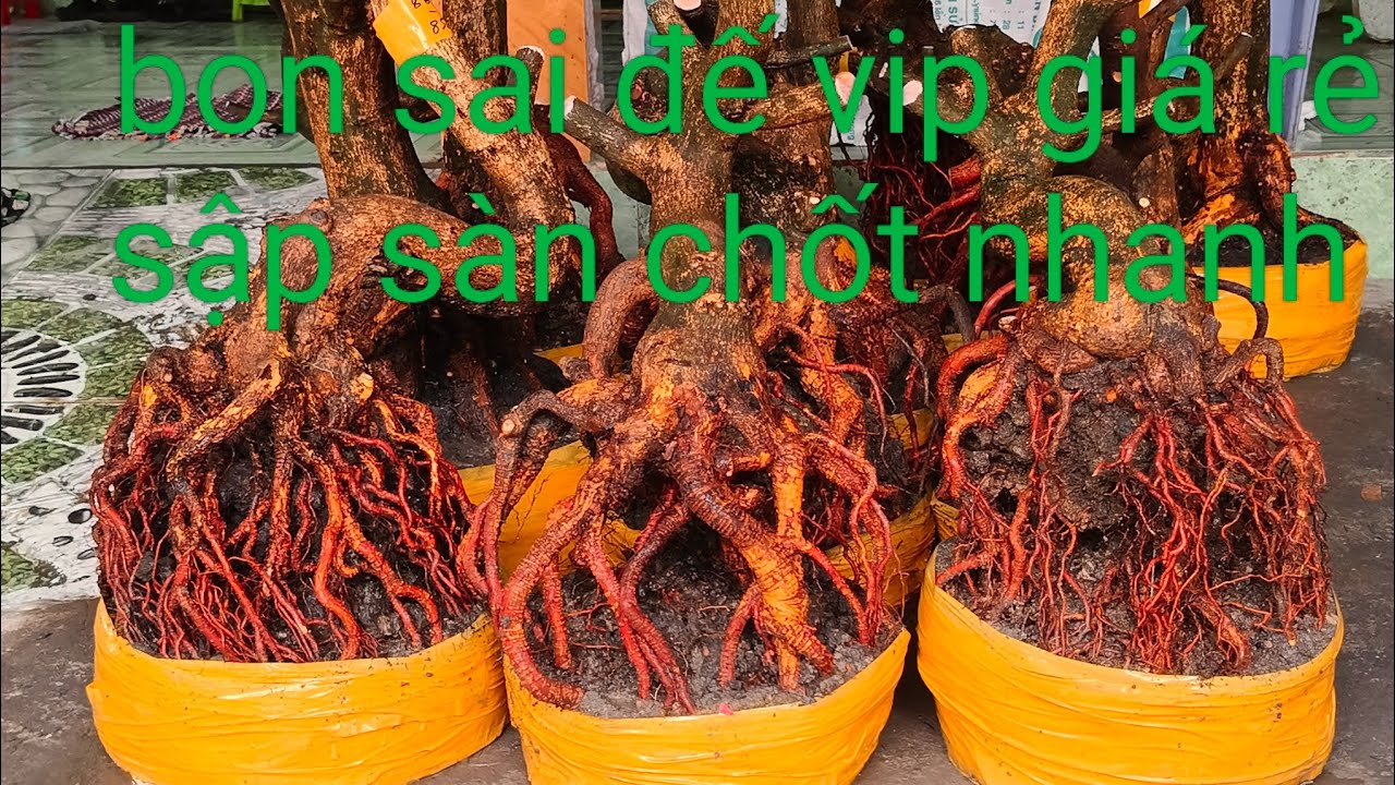 Ngày 26/2 bon sai đế vip giá rẻ sập sàn chốt nhanh 0332793171 hoàng tuấn