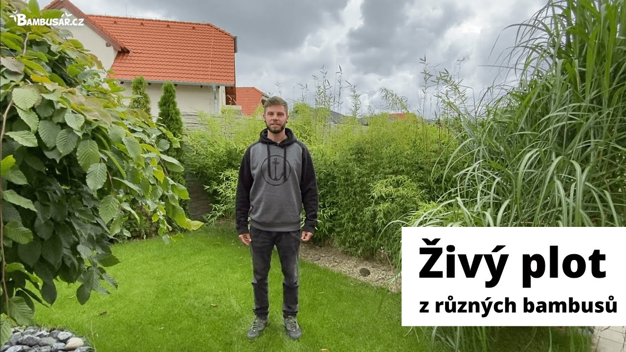 Živý plot z různých bambusů | Bambusář.cz