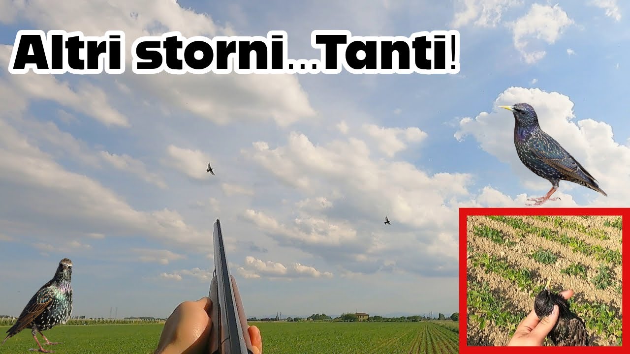 Piani di controllo - Seconda uscita a storni col calibro 20!