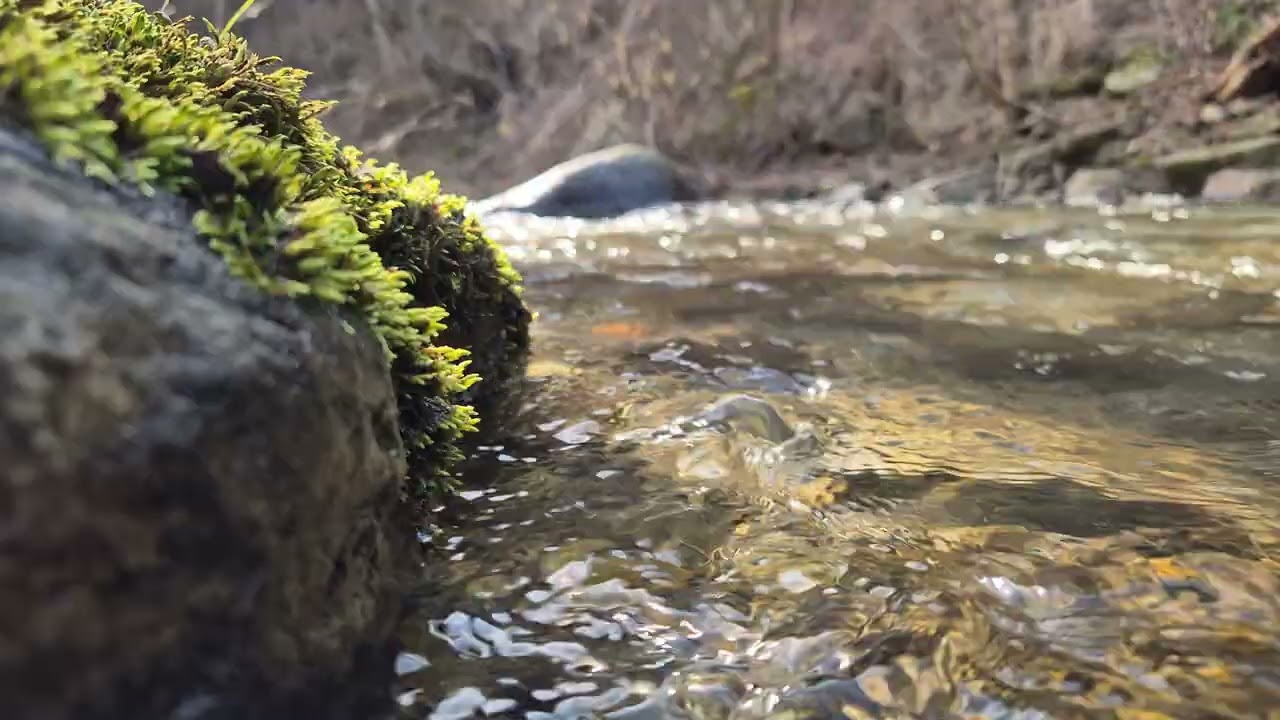 Relaxing River Sounds with Birds | 1 Hour of Peaceful Nature