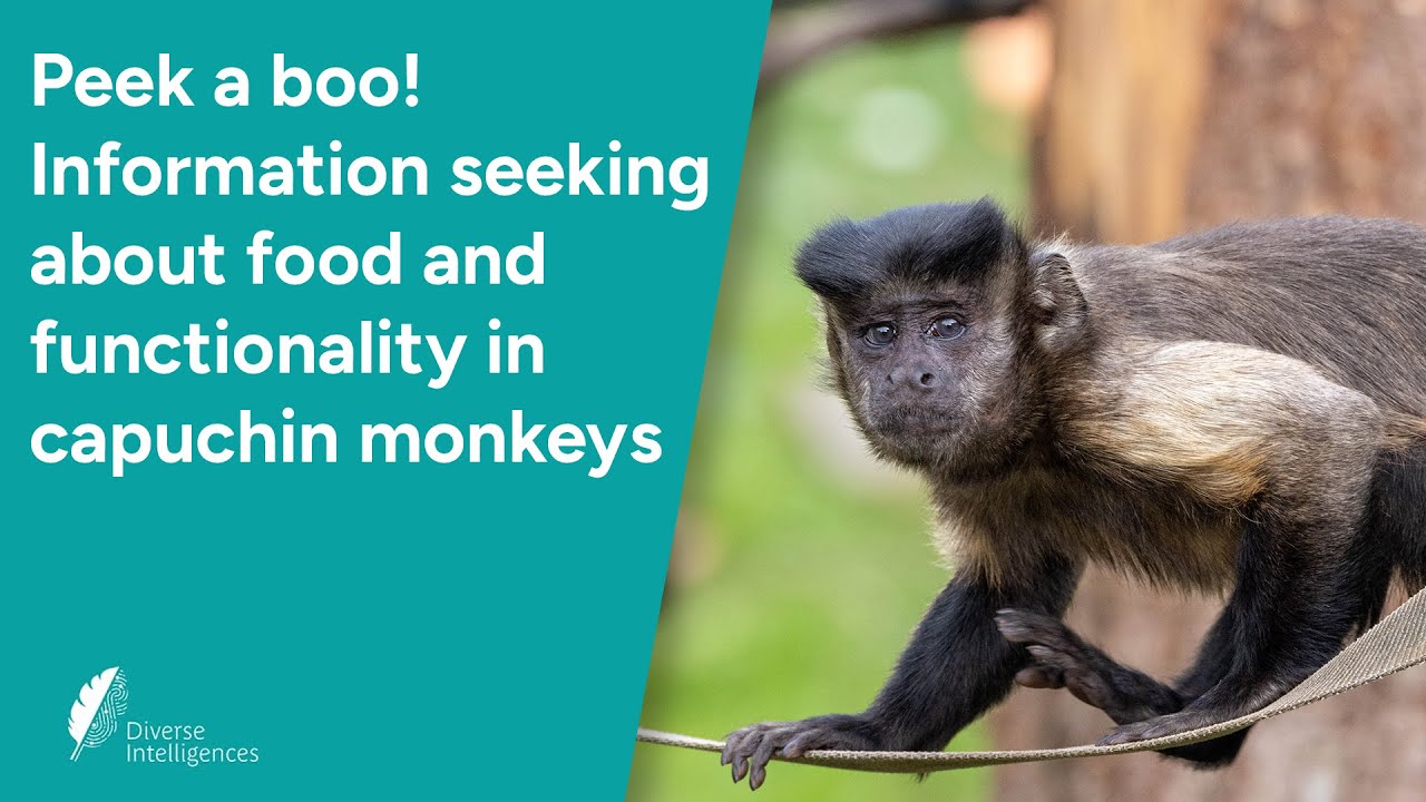 Peek a boo! Information seeking about food and functionality in capuchin monkeys