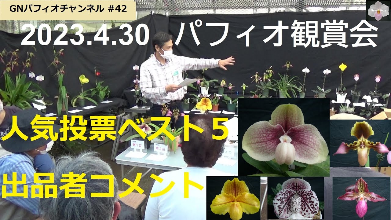 #42 2023 4 30パフィオ観賞会人気投票ベスト5出品者コメント