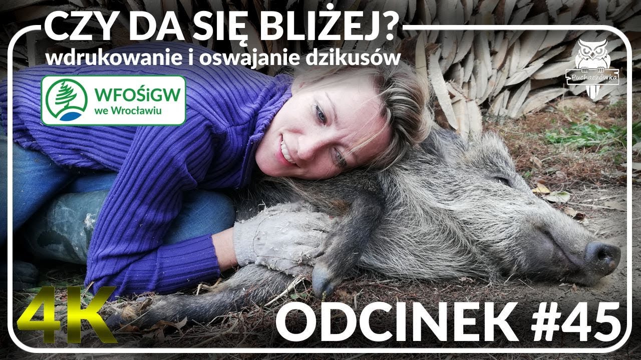 odcinek #45 - Czy i jak oswoić dzikie zwierzę 🦡🐗🐺
