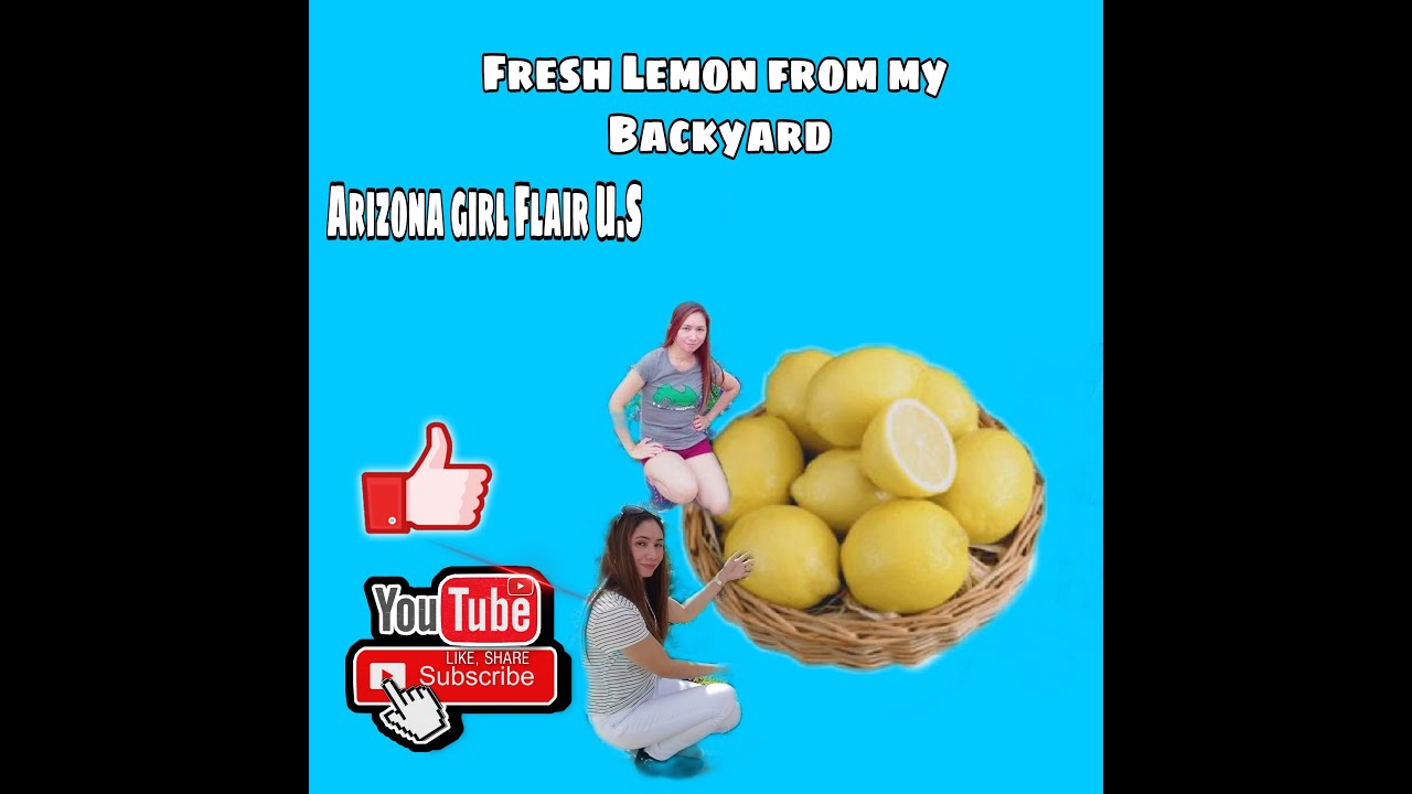 Picking some  fresh Lemon from my backyard