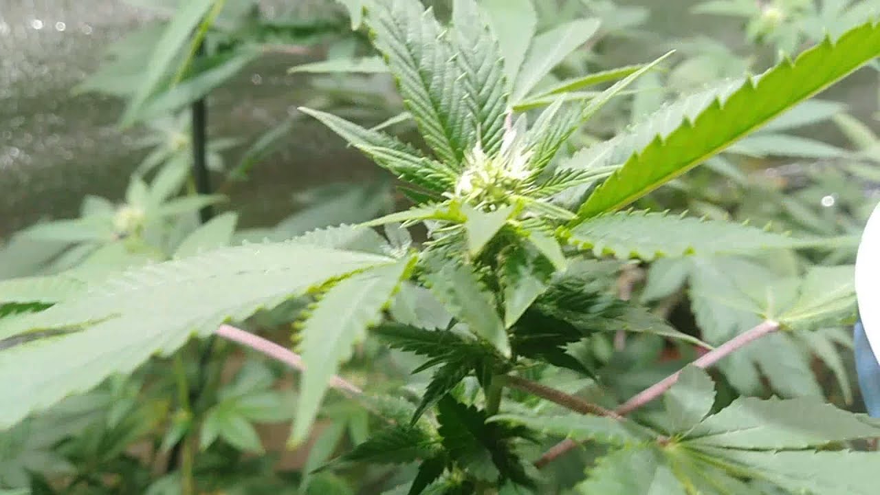 Первый Grow АК 47 fem под лампами LED CREE CXB 3590