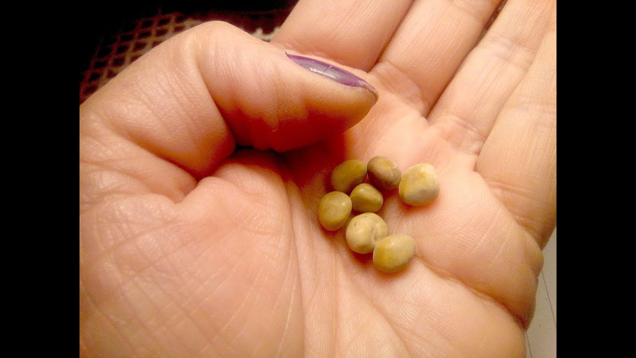 Good Morning Kuya:  Blast kidney stones away without surgery