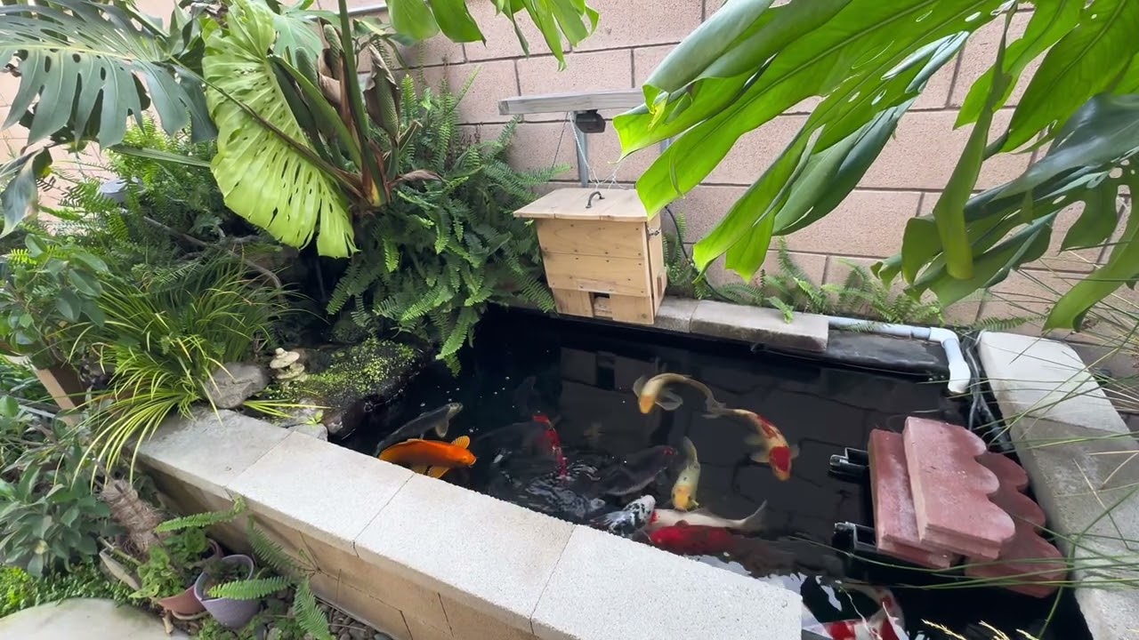 300 gallon Koi pond 4 years running