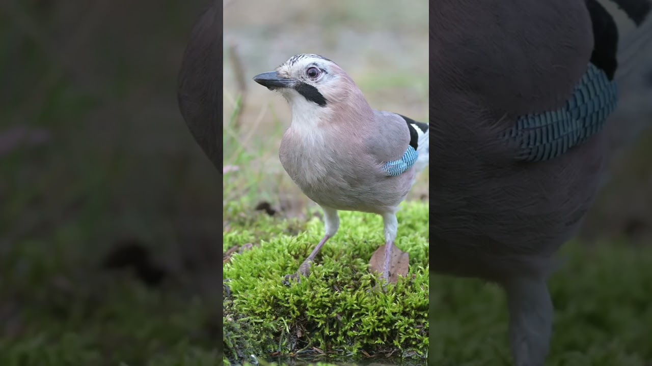 Everything You Need To Know About The Eurasian Jay (Garrulus glandarius)