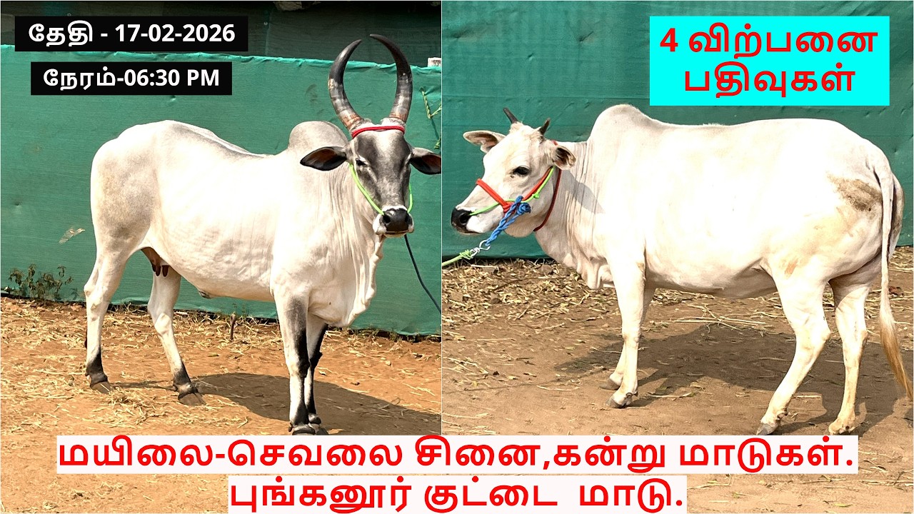 4-விற்பனை பதிவுகள்.மயிலை-செவலை சினை,கன்று மாடுகள்.புங்கனூர் குட்டை  மாடு.