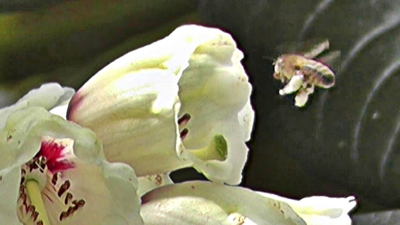 Bees with Pollen Sacs
