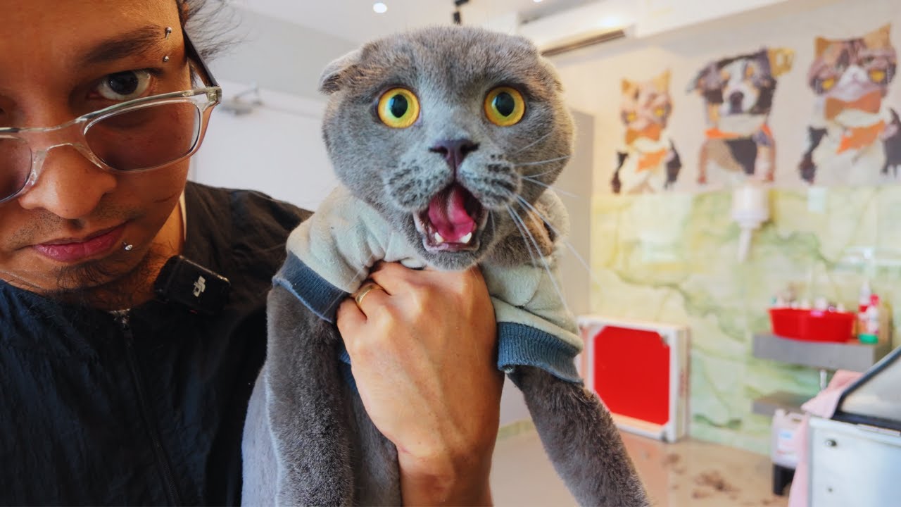 Kenji is Prone to Having Hairballs!!!!