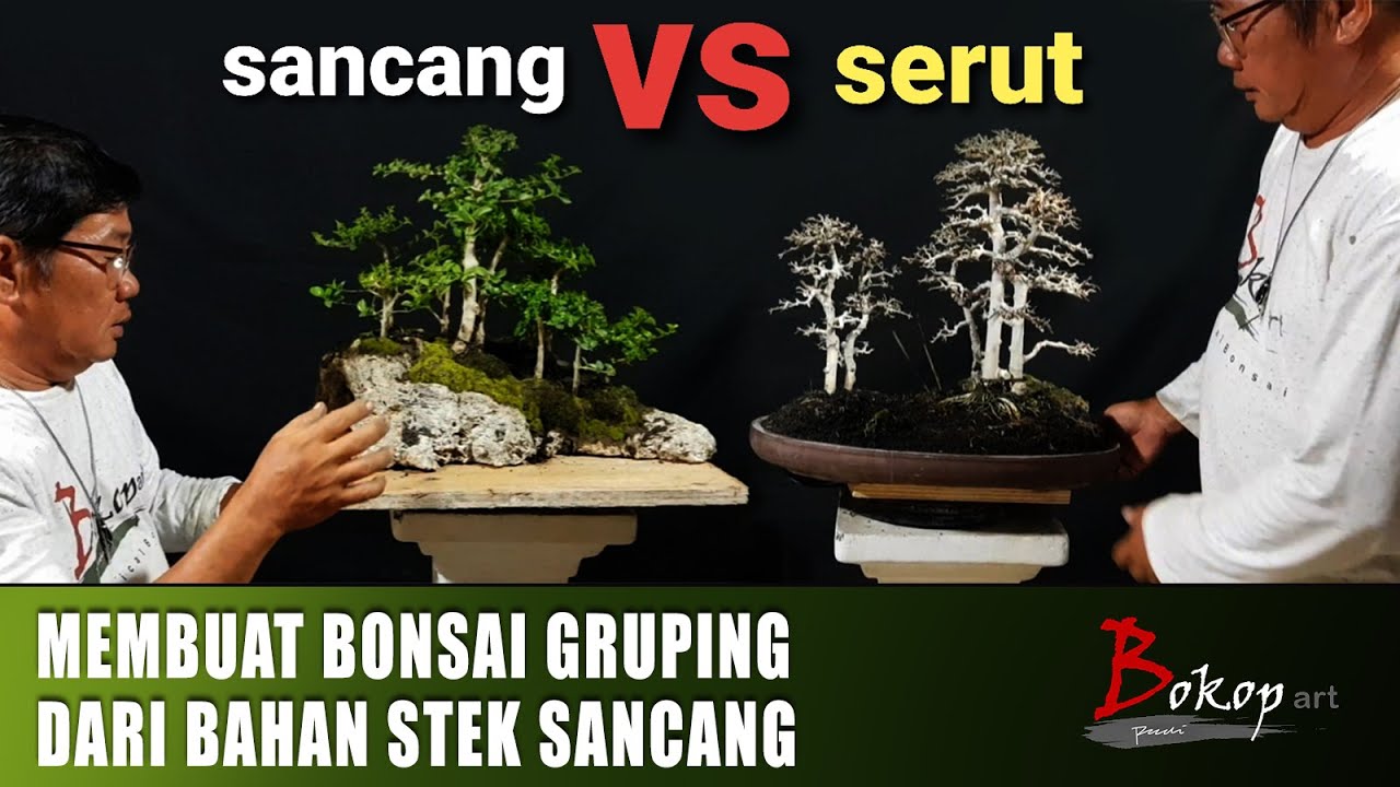 MEMBUAT BONSAI GRUPING DARI BAHAN STEK SANCANG