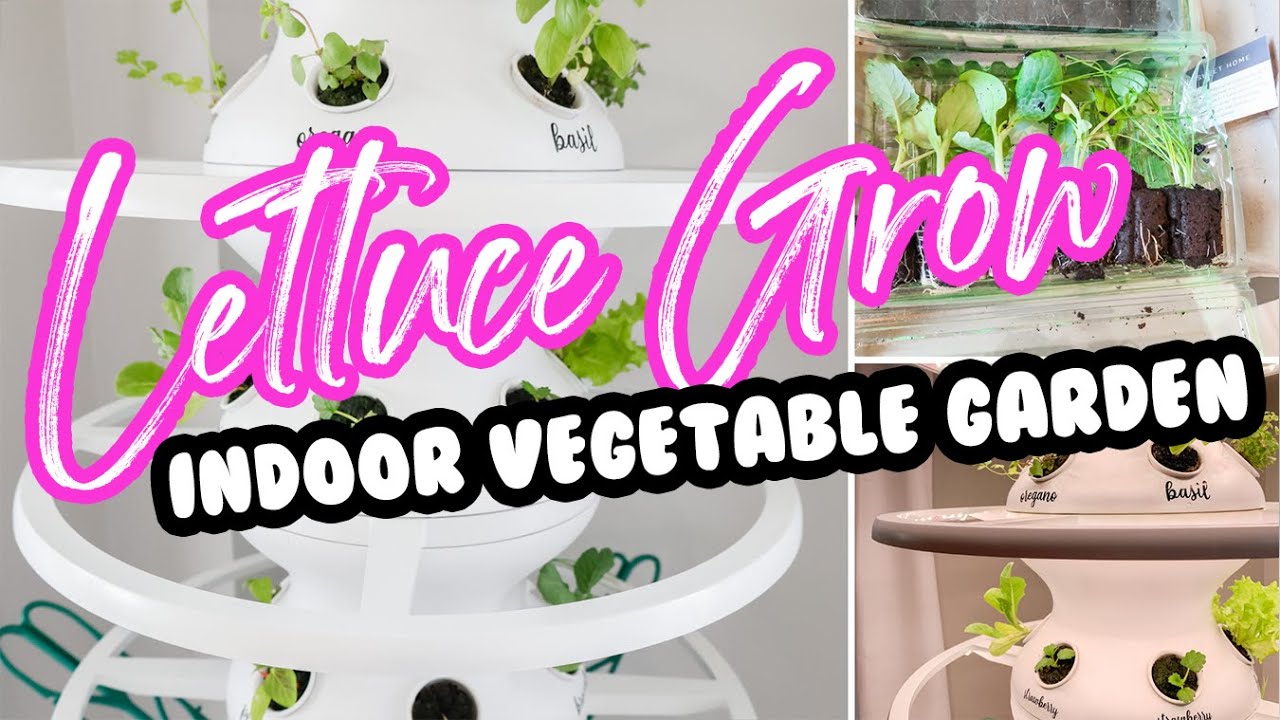 INDOOR VEGETABLE GARDEN | LETTUCE GROW FARMSTAND + GLOW RINGS