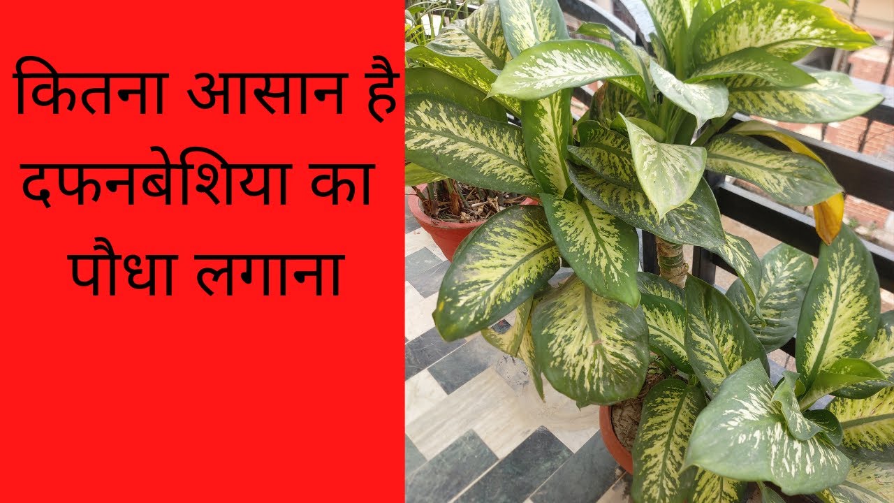 How to grow dieffenbachia from cuttings
