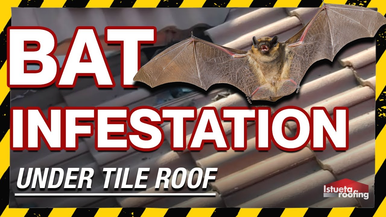 Bat Infestation Under Tile Roof- Roofing Miami, FL