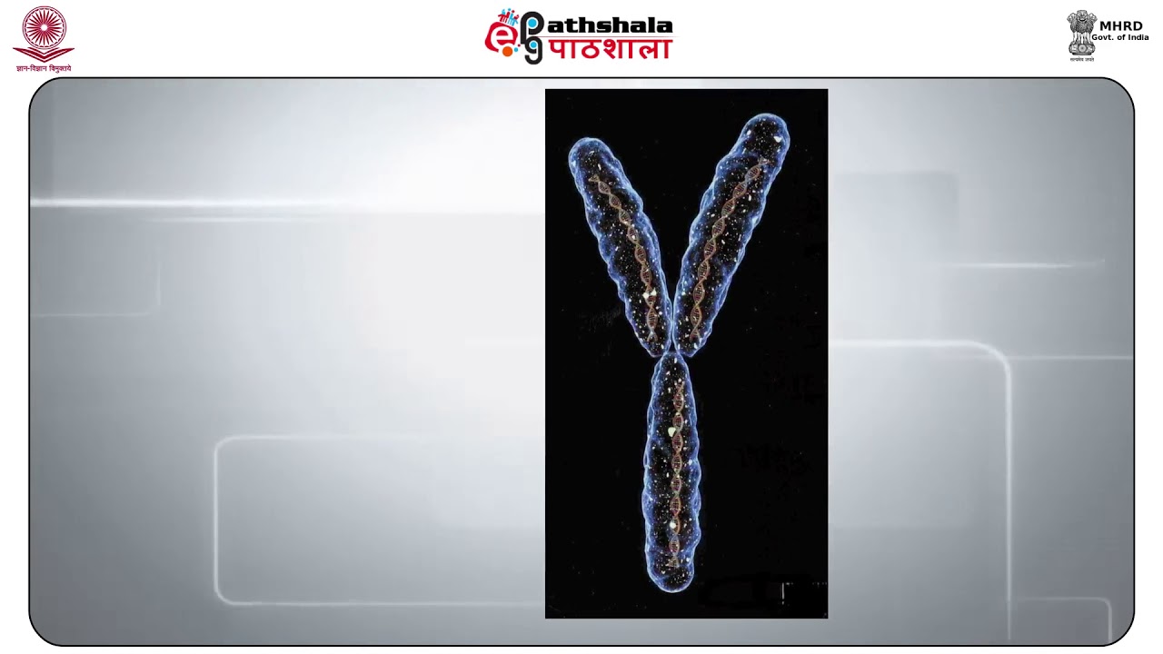 Y-Chromosome Testing