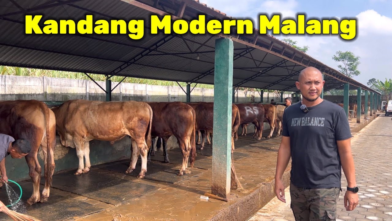 KANDANG SAPI MODERN OBRAL SAPI KURBAN MURAH MALANG- SURABAYA